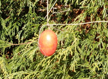 GKZ植物事典・團伊玖麿植物事典・カラスウリ（烏瓜）