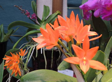 GKZ植物事典・カトレア・オーランティアカ