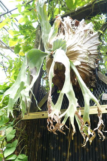 ビカクシダ グランデ ビカクシダ グランデ《3》 | mana's farm:塊根植物・アガベ・ドライ