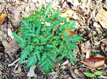 GKZ植物事典・カンワラビ（寒蕨）