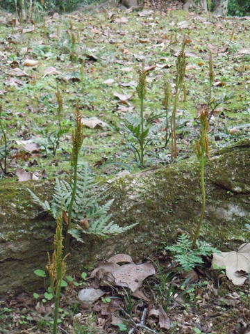 GKZ植物事典・カンワラビ（寒蕨）