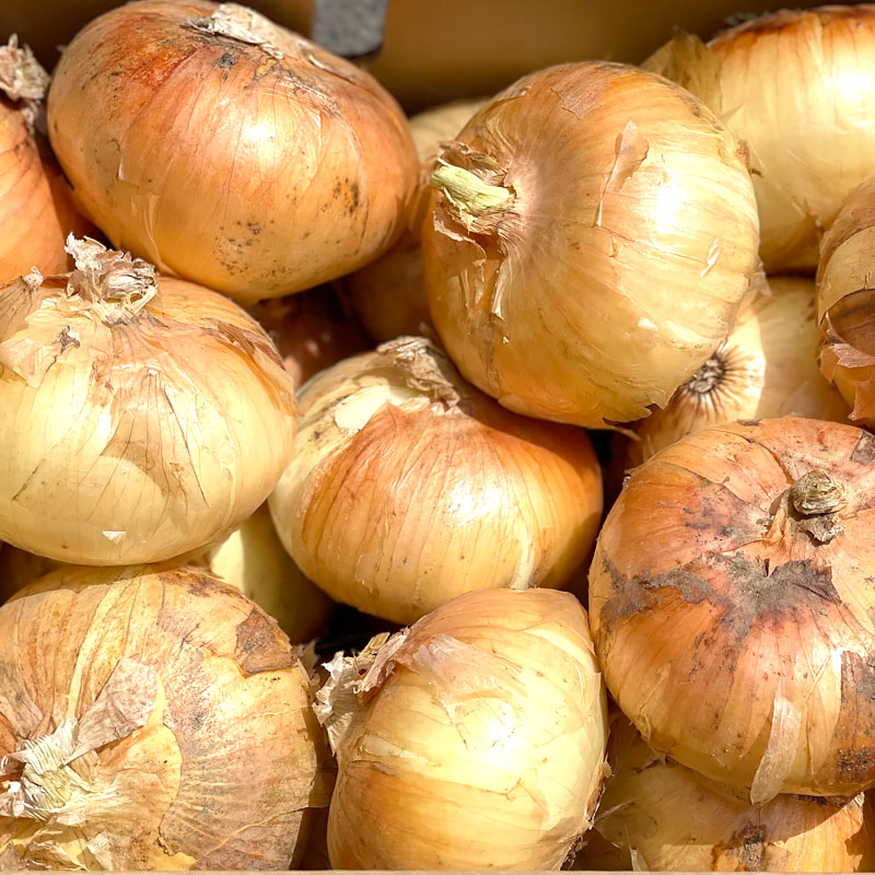 たまねぎ 600g (1個100～400g) 玉ねぎ 玉葱 発送期間4～6月 | パック