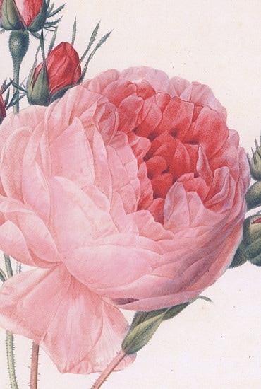 ルドゥーテ「八重咲きの丸いピンクバラ」大