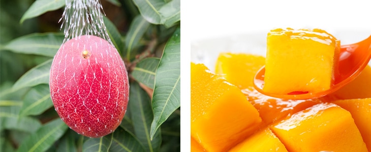 喜界島産完熟マンゴー[優品]1K （2～4玉入り) | けらじ屋 - 喜界島