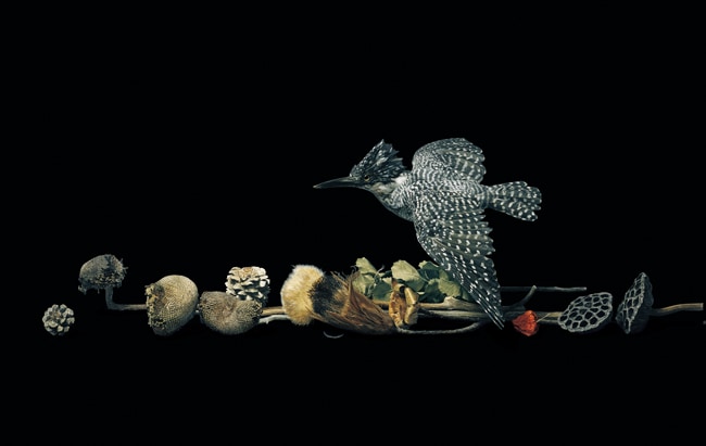 求龍堂：聖なるもの 野田弘志画集