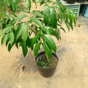 糯米ライチ苗（糯米滋 、ノーマイチ） - ちたフルーツビレッジ｜萬秀