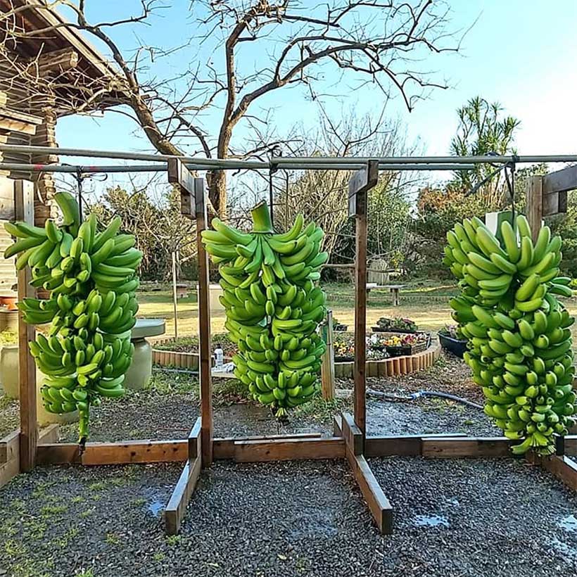 万助バナナ苗 - ちたフルーツビレッジ｜萬秀フルーツ