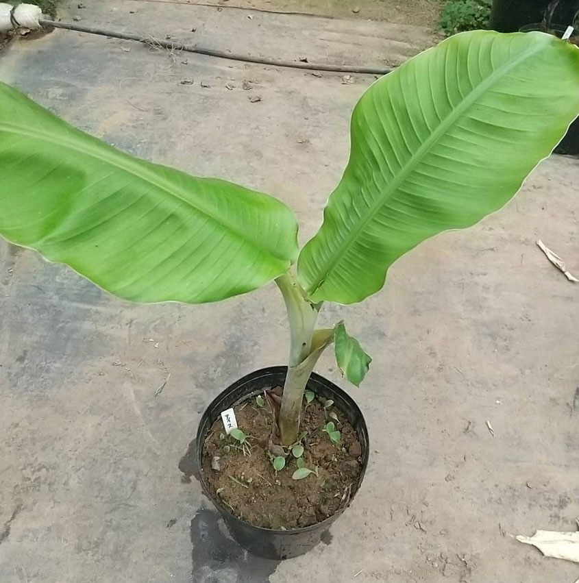 アイスクリームバナナ苗 - ちたフルーツビレッジ｜萬秀フルーツ