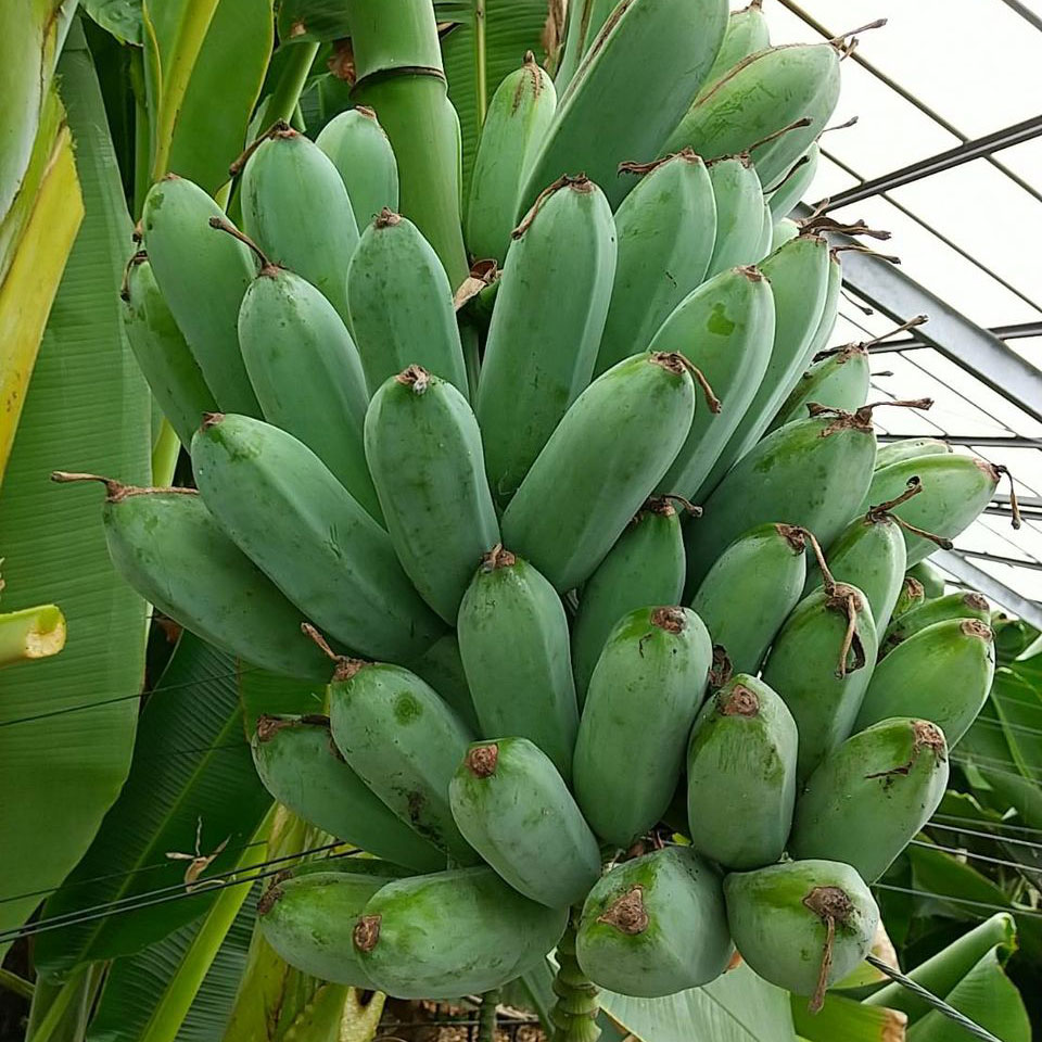 国産バナナ - ちたフルーツビレッジ｜萬秀フルーツ