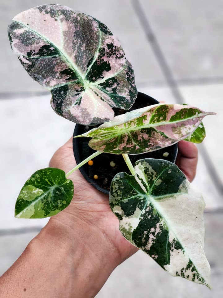 Tissue Culture Alocasia Black Velvet Pink Variegated | Rare