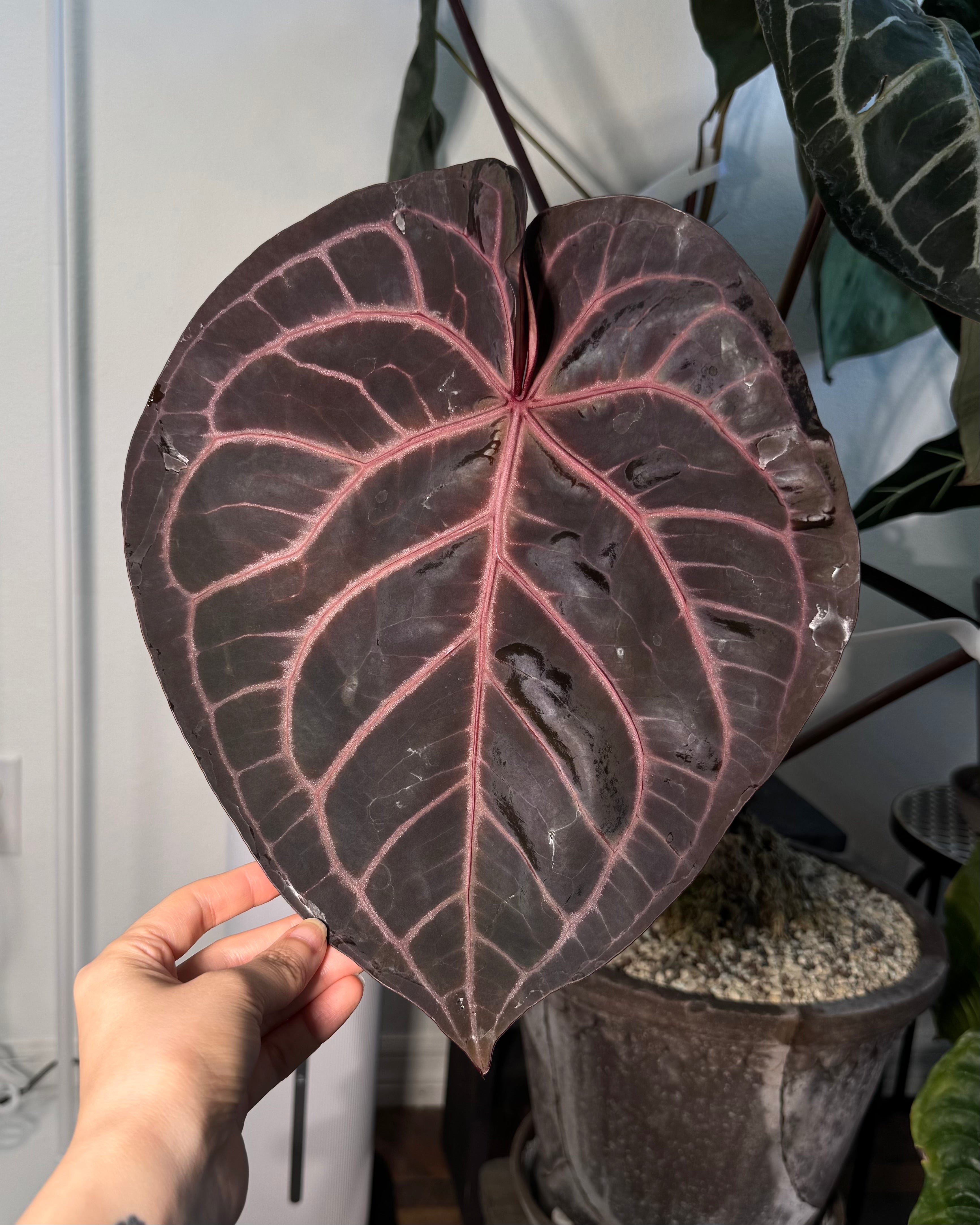 NSE Anthurium Carlablackiae X Tezula Anthurium Red Crystallinum
