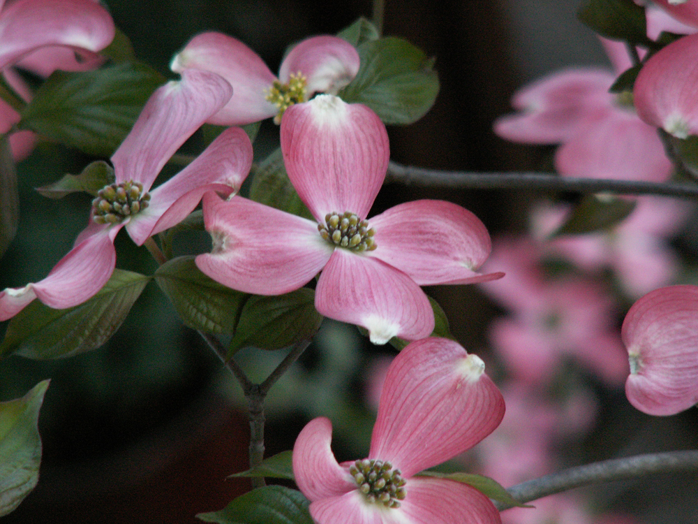 ハナミズキ - グリーンステージ