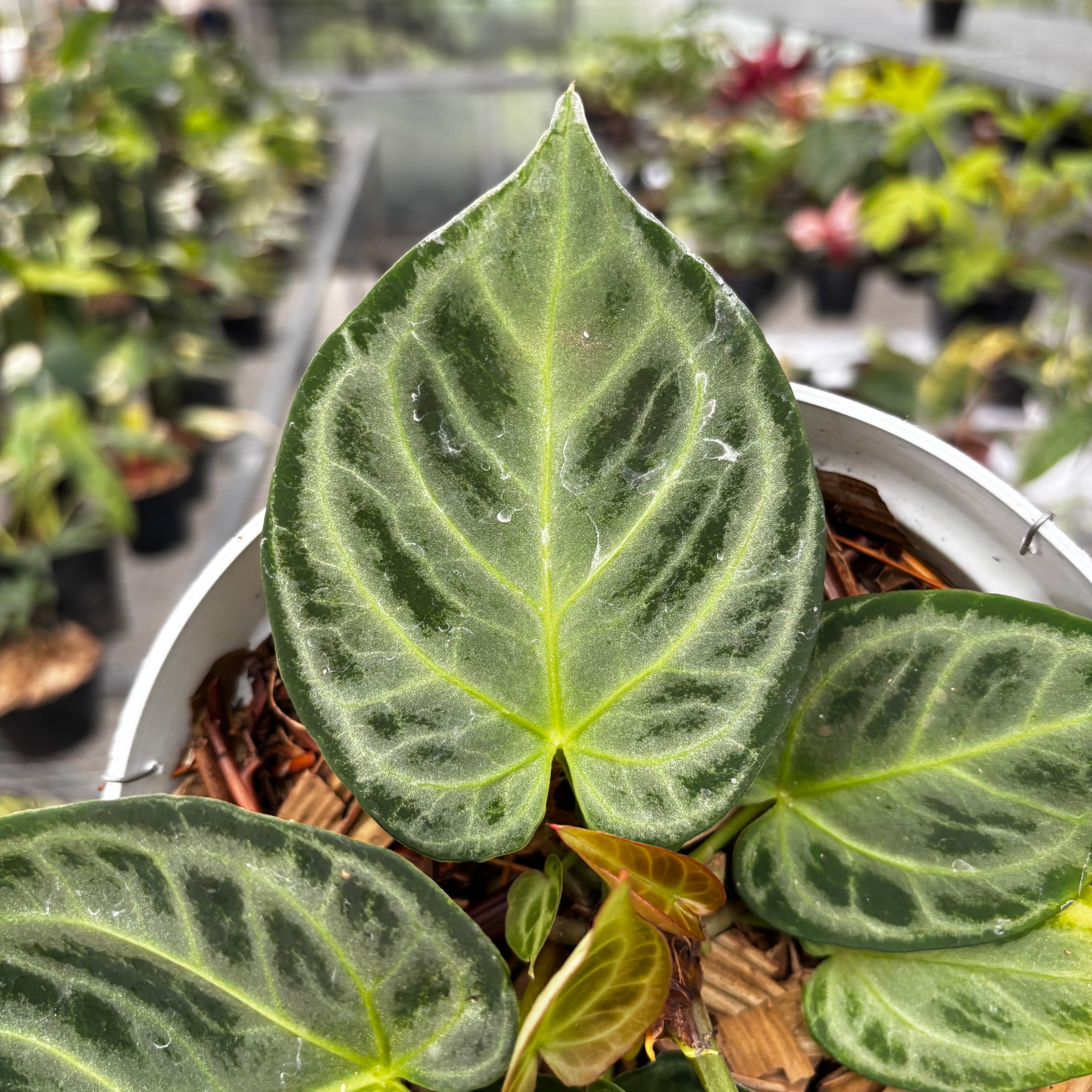 Anthurium Silver Chrome - Full Silver – Greenspaces.id