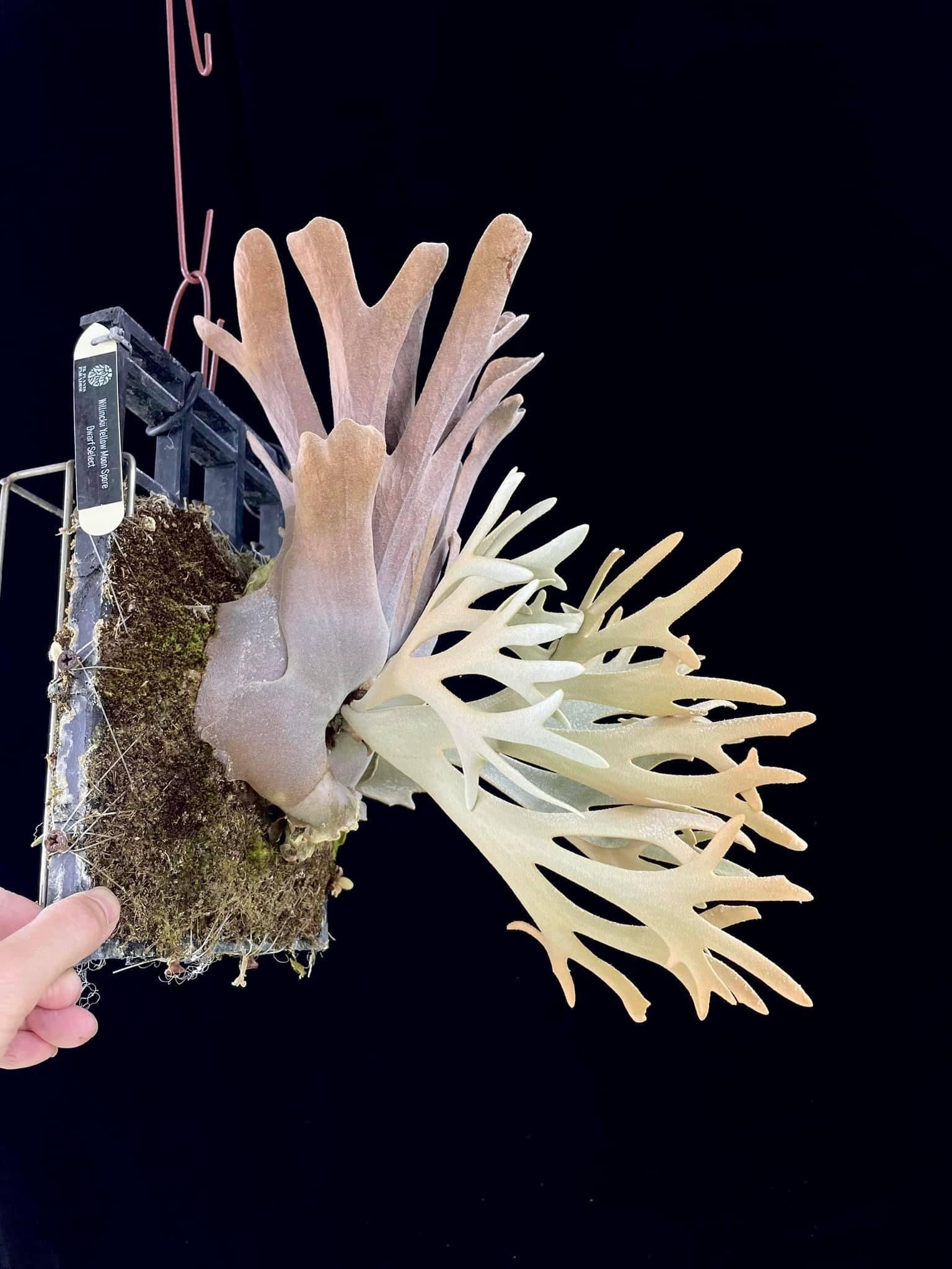 P. Willinckii Yellow Moon spore Dwarf | Rare Collectible – HCorchids