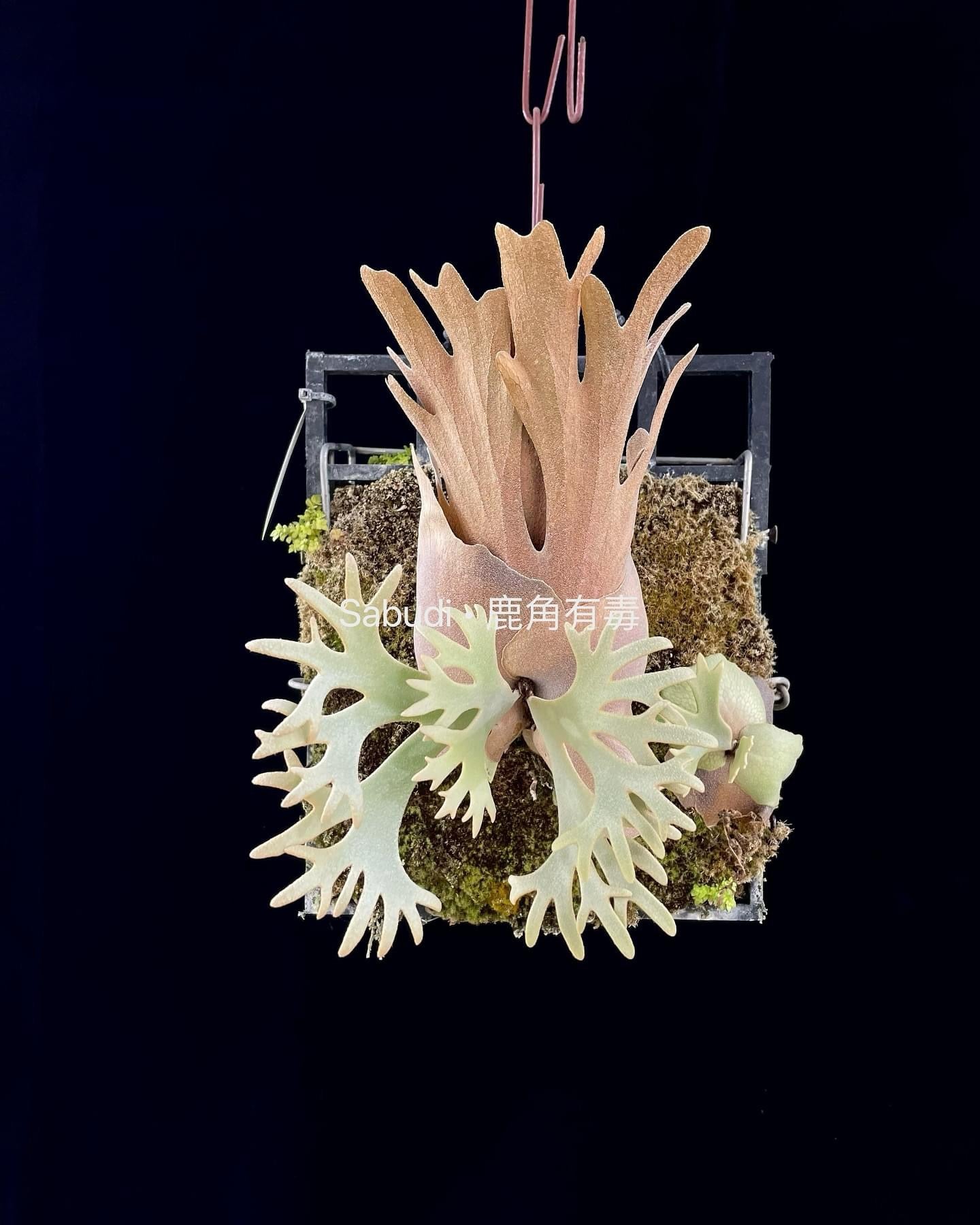 P.Willinckii Yellow Moon Spore - Rare Dwarf Platycerium – HCorchids