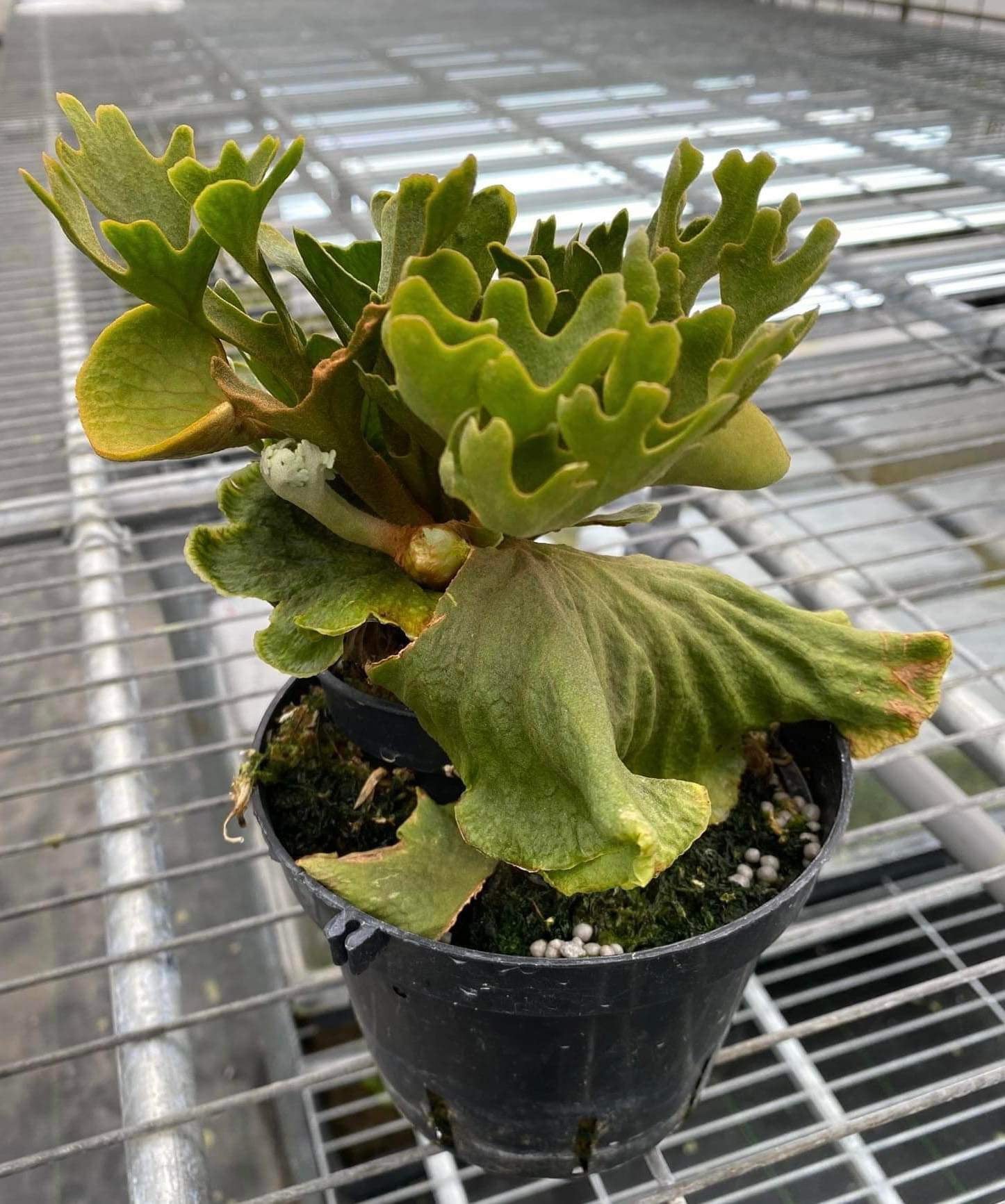 ビカクシダ リドレイ wild株 超厳選美株 良型】ワイルドリドレイ