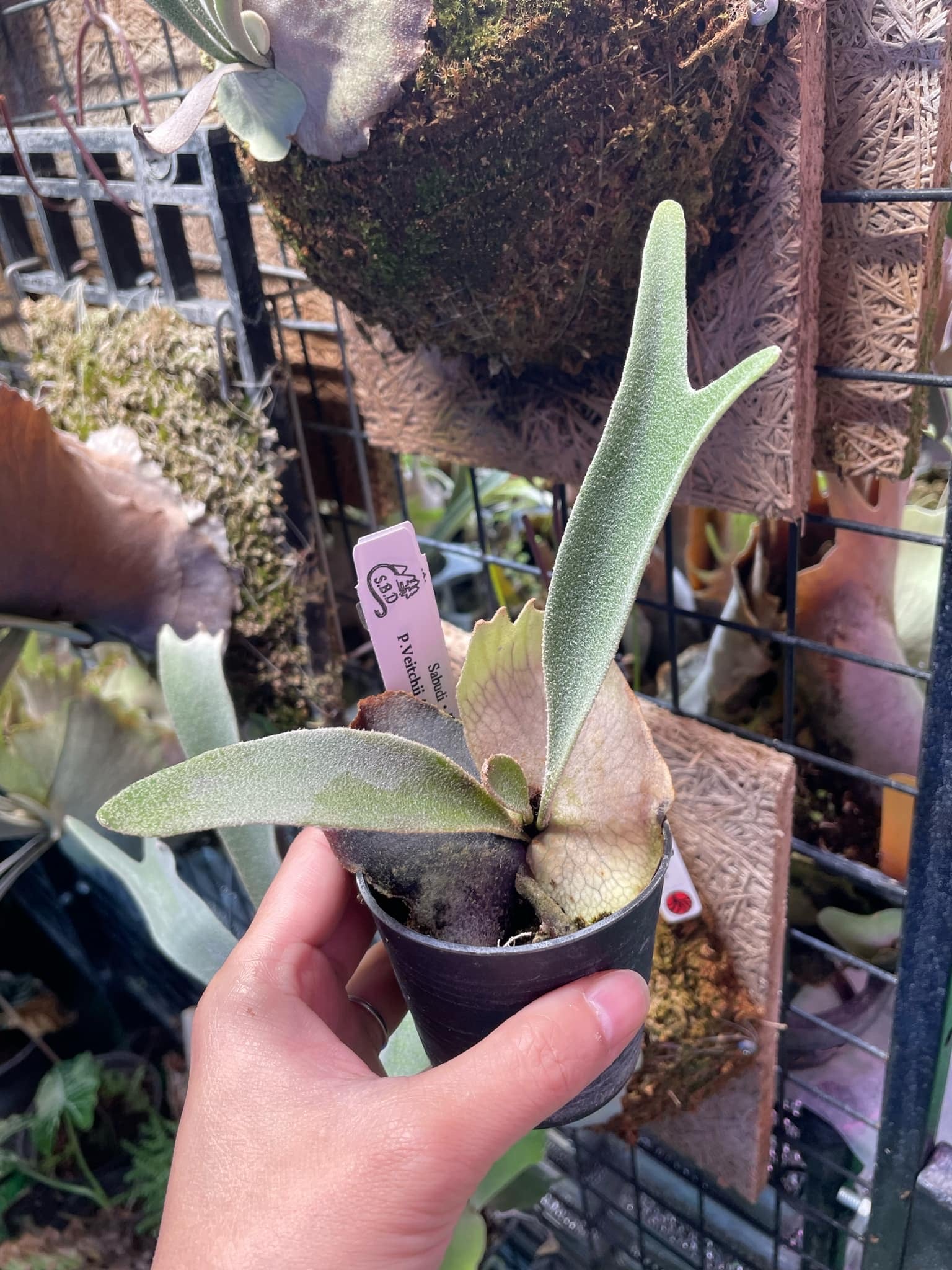 ビカクシダP.Veitchii Auburn spore#3 P. veitchii 'Auburn River' P