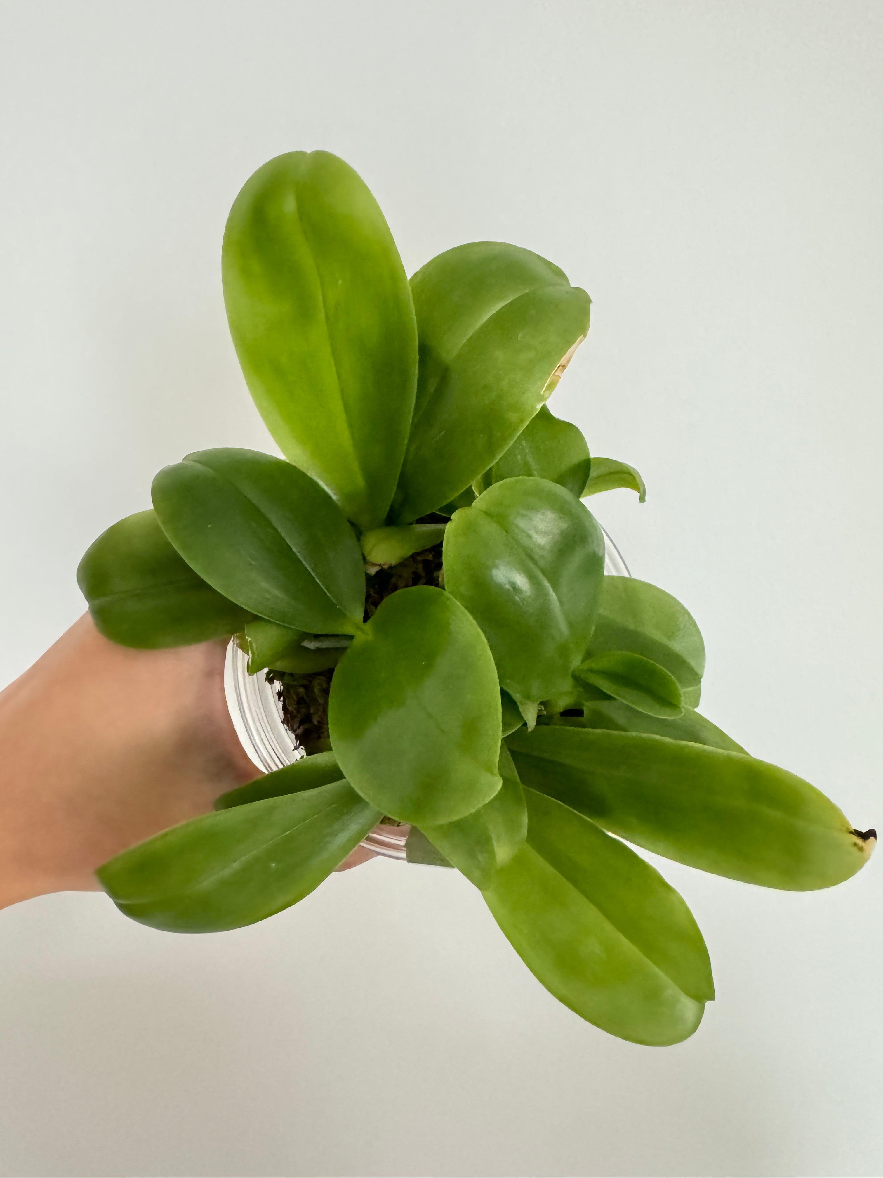 Buy P. Willinckii Mew Pup Spores Online – HCorchids