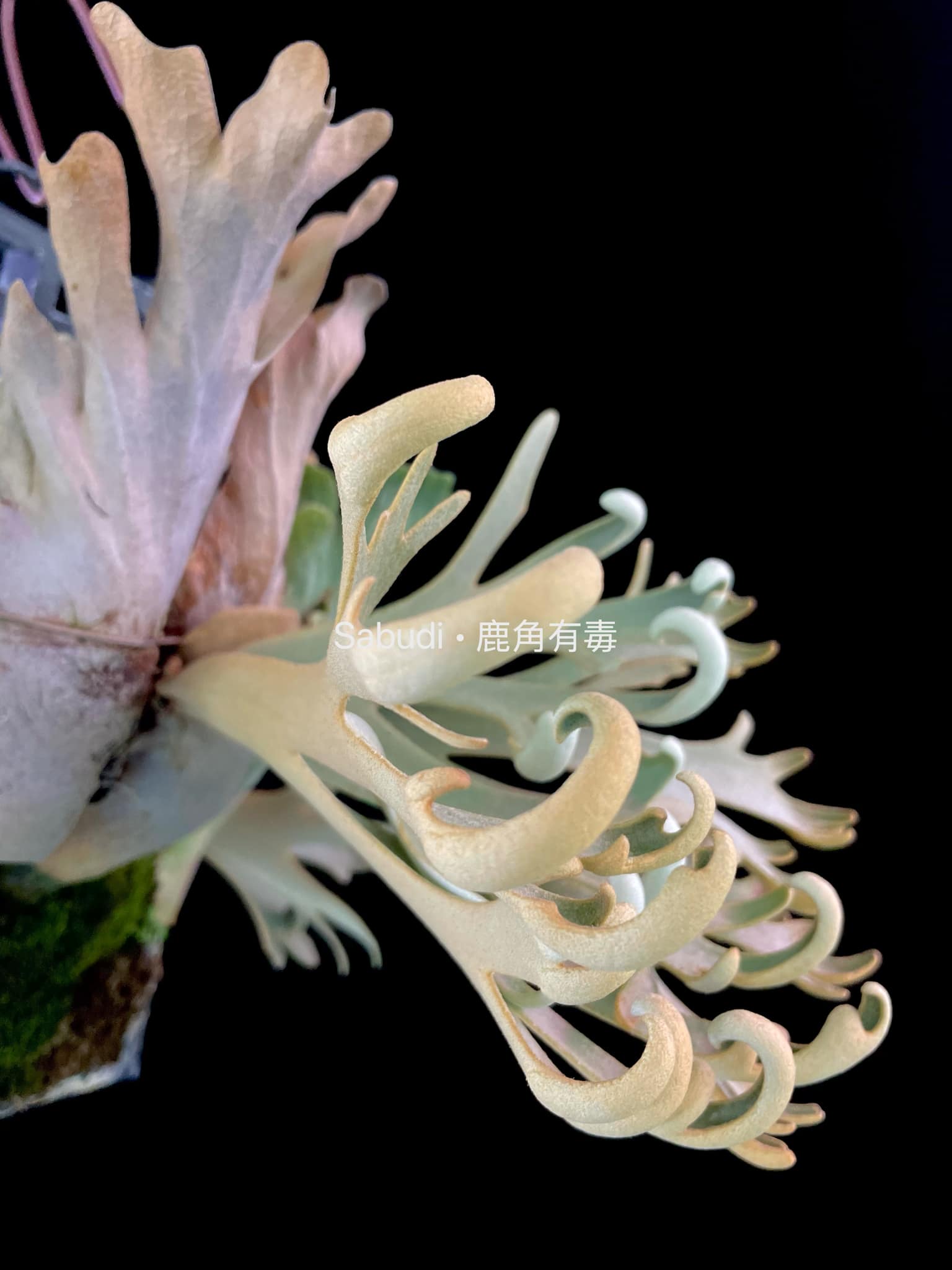 Buy P. Willinckii Mew Pup Spores Online – HCorchids