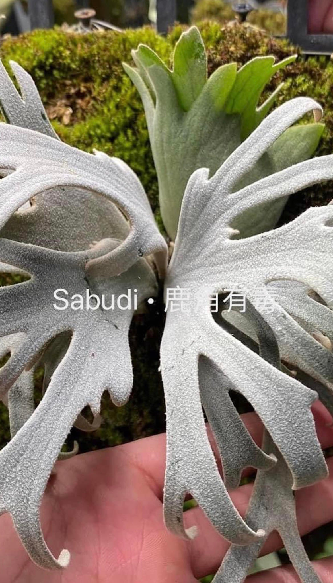 Platycerium Willinckii Pup - Collectible & Easy Care – HCorchids