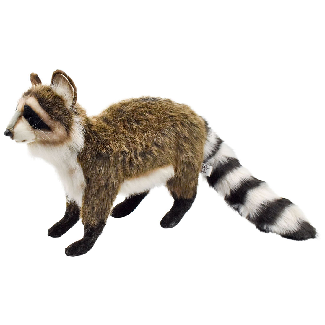 アライグマ 70 | HANSA