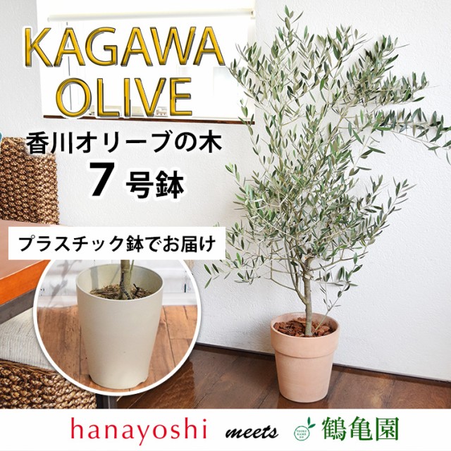 鶴亀園さんの香川オリーブの木 7号鉢 ＜黒ブリキ鉢でお届け