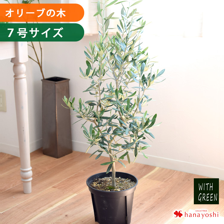 鉢植え オリーブの木 7号鉢 ＜テラコッタ鉢でお届け＞ | フラワー