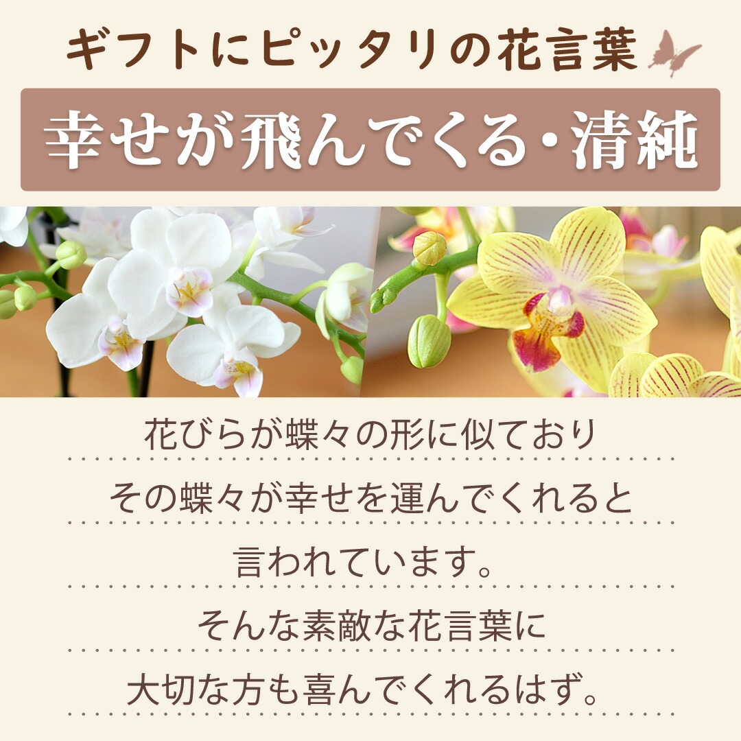 産地直送 椎名洋ラン園さんの ミディ胡蝶蘭 ミニミニ胡蝶蘭 の 苔玉