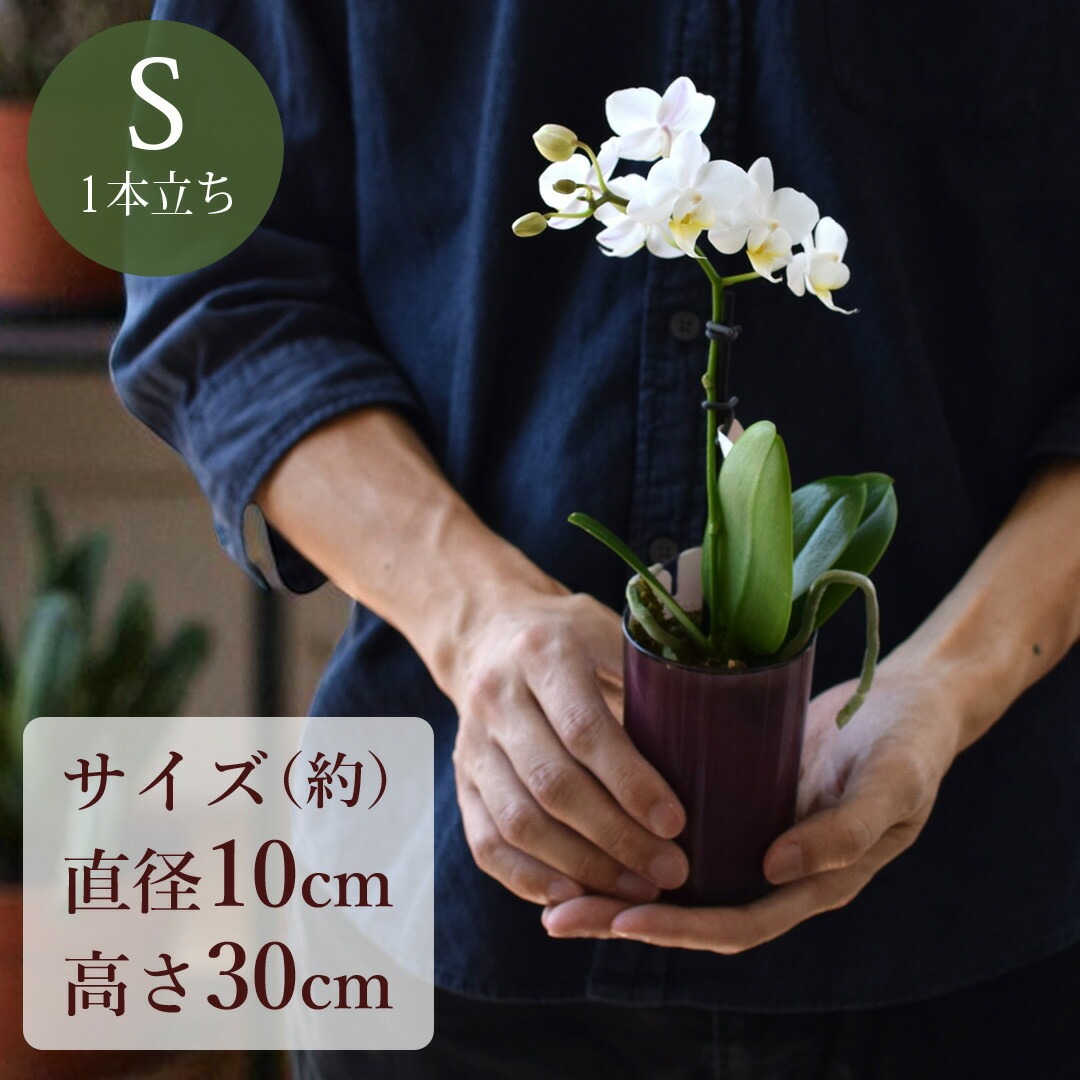 産地直送 椎名洋ラン園さんの 花色と器の色が選べる 土がいらない