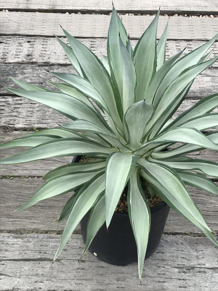 アガベ クイックシルバー sold out – 【公式】花伝 | 福岡県久留米市の