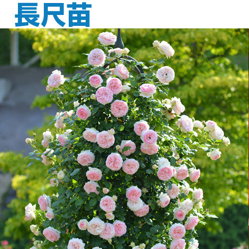 長尺苗 – はなはなショップ