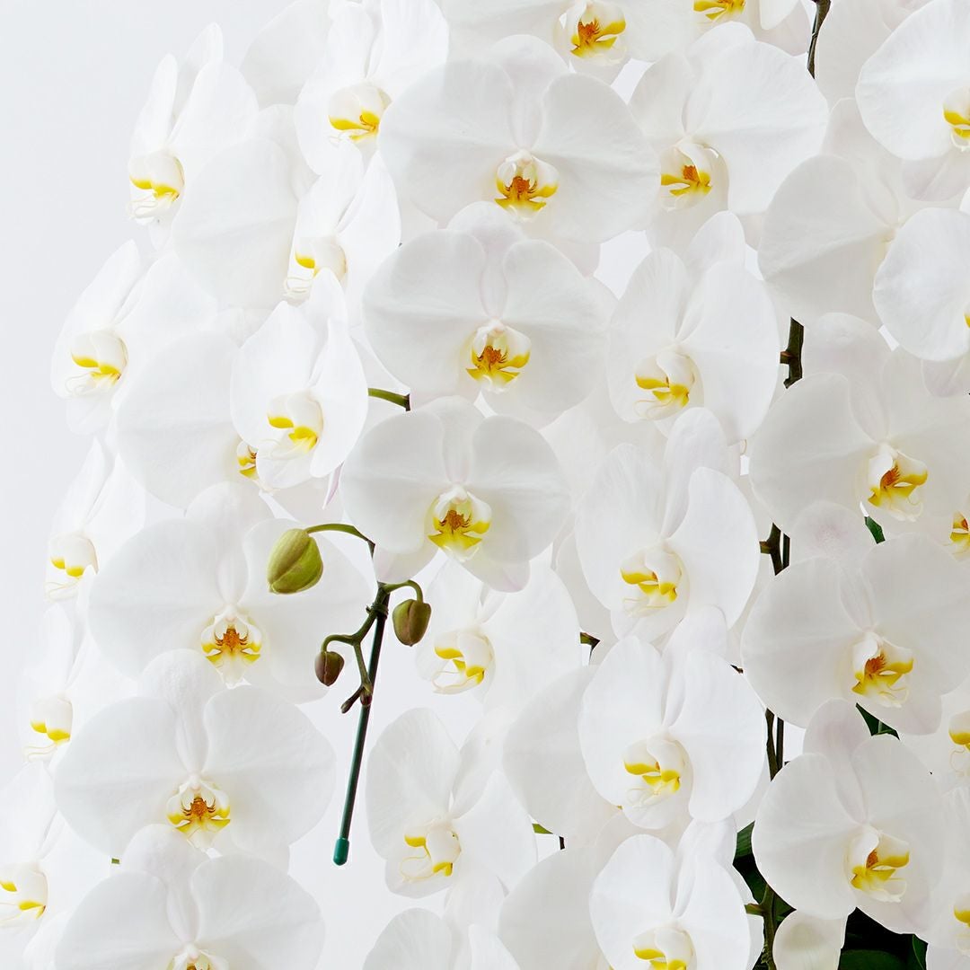 胡蝶蘭（大輪10本立ち）｜青山花茂本店