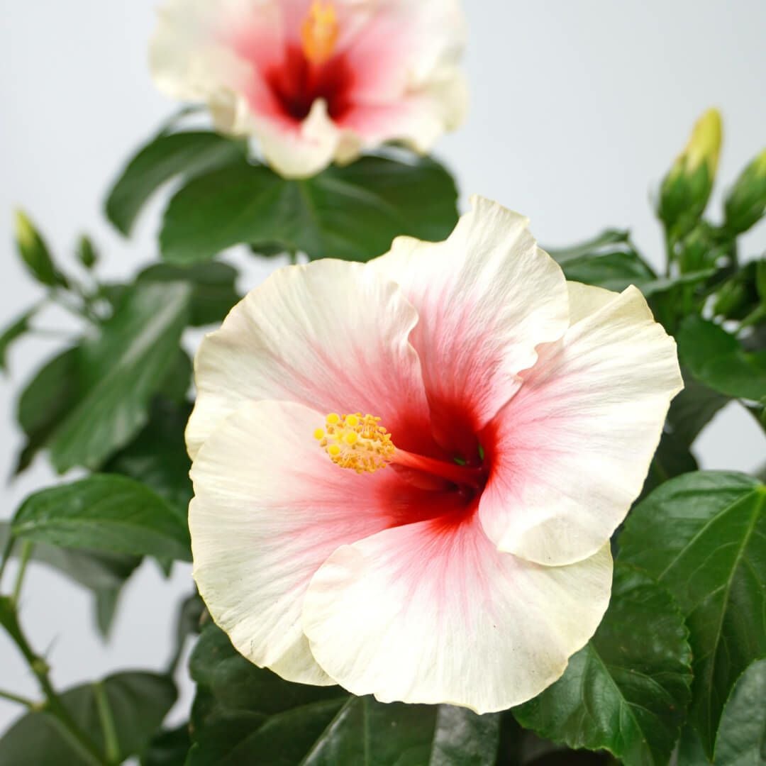 ハイビスカス（白とピンクの複色）｜青山花茂本店