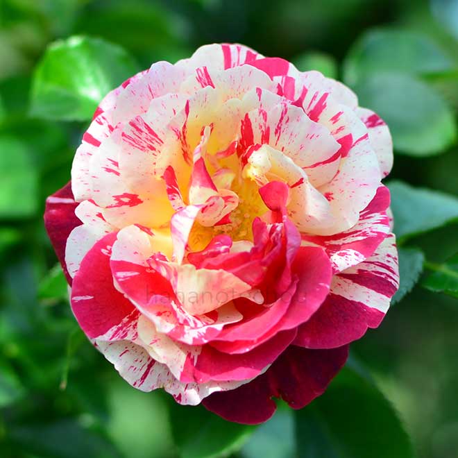 バラ トイトイトイ！｜ROSE Toi Toi Toi!｜花の手帖のwebバラ図鑑