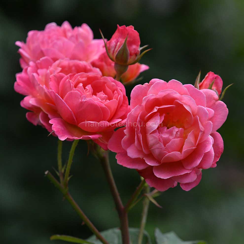 バラ かおりかざり｜ROSE Kaorikazari｜花の手帖のwebバラ図鑑