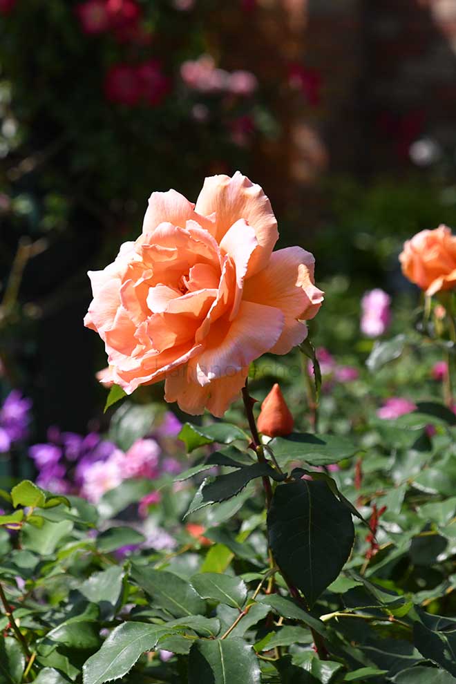 バラ ジャスト ジョーイ｜ROSE Just Joey｜花の手帖のwebバラ図鑑