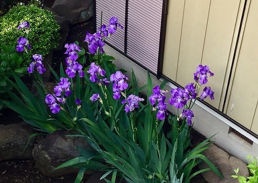 ジャーマンアイリスQ＆A：ジャーマンアイリス通信販売 花さかじじい