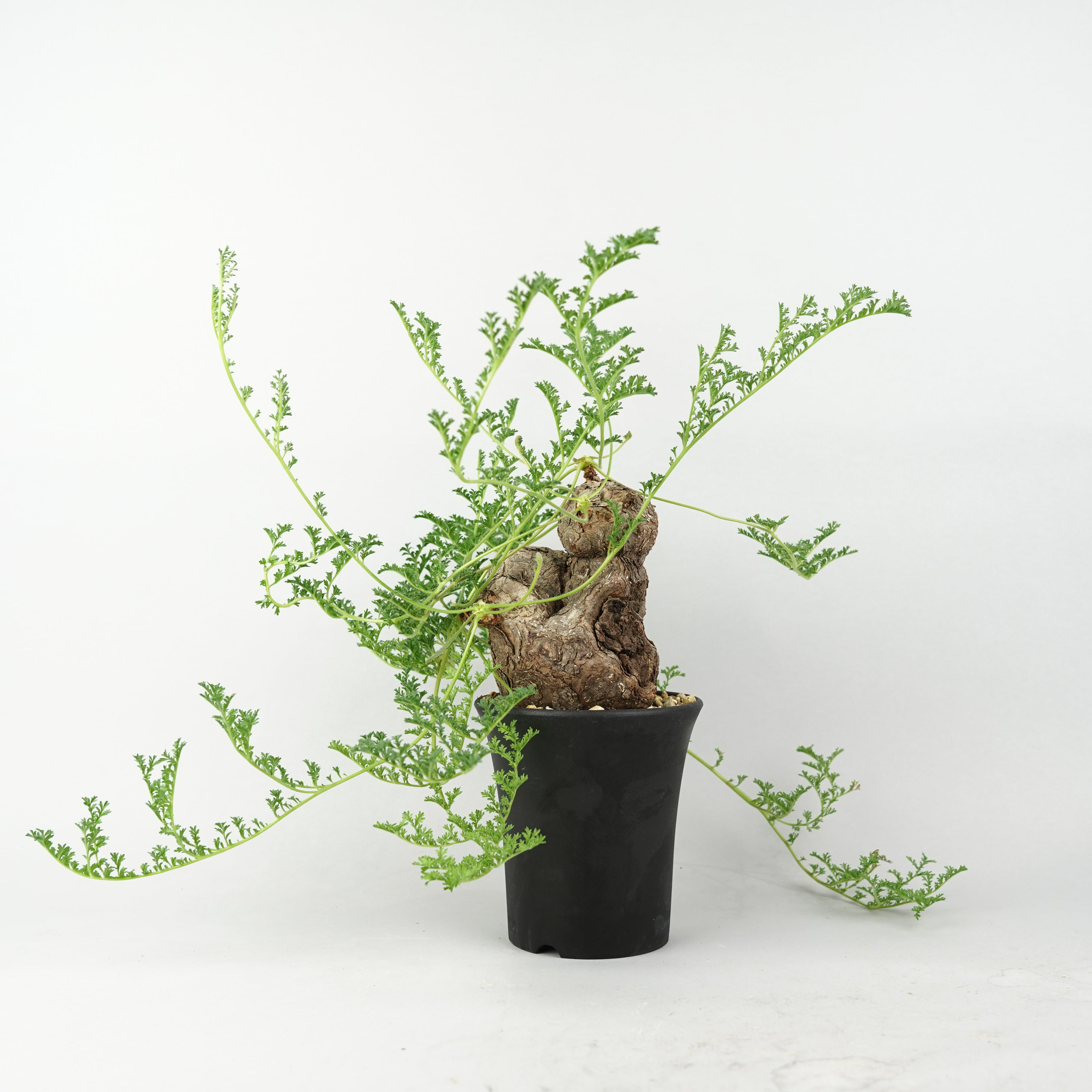 DSC05814_4000x.jpg?v=1764737555