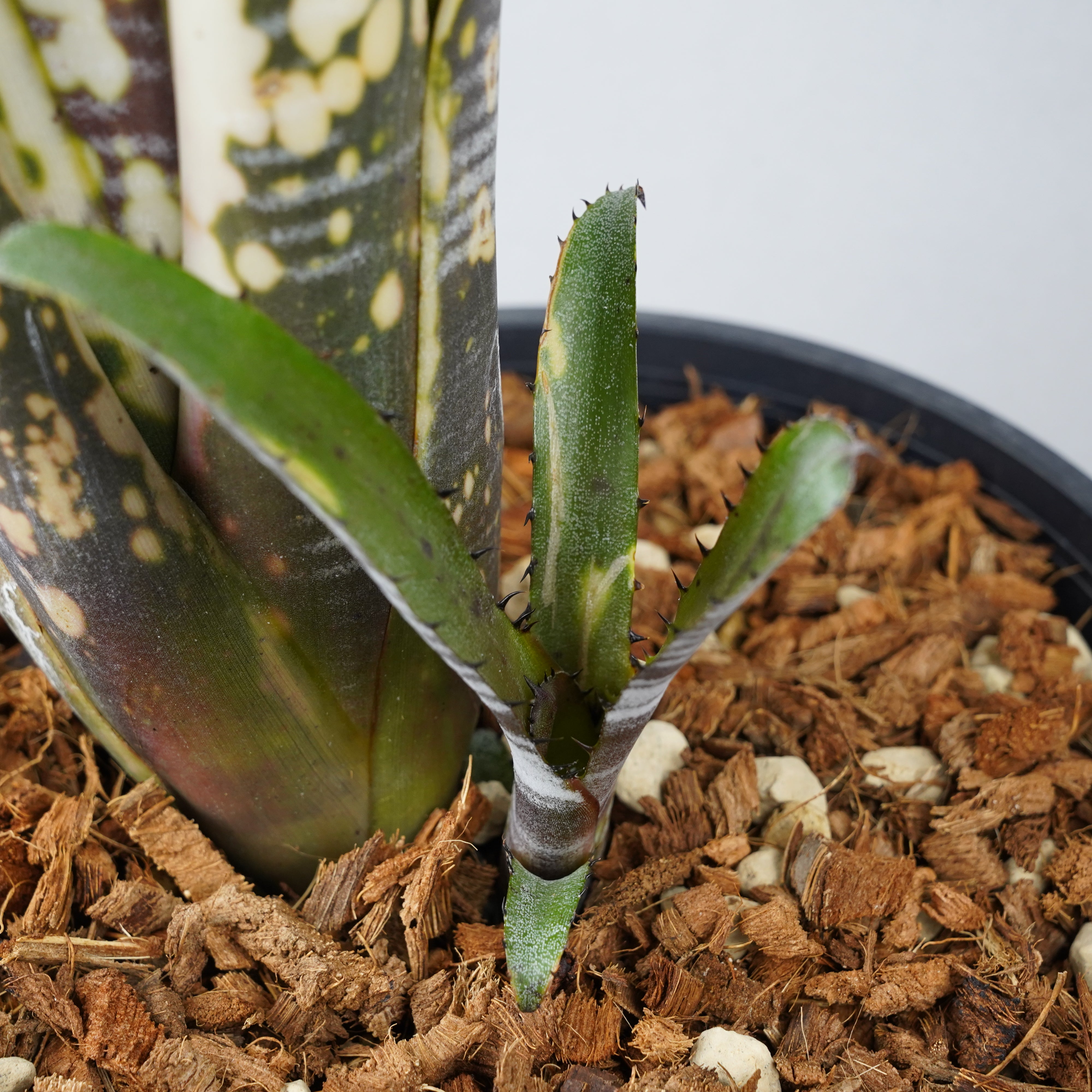 ビルベルギア カルサイト「Billbergia Calcite」/TA0011 – Hachi-8