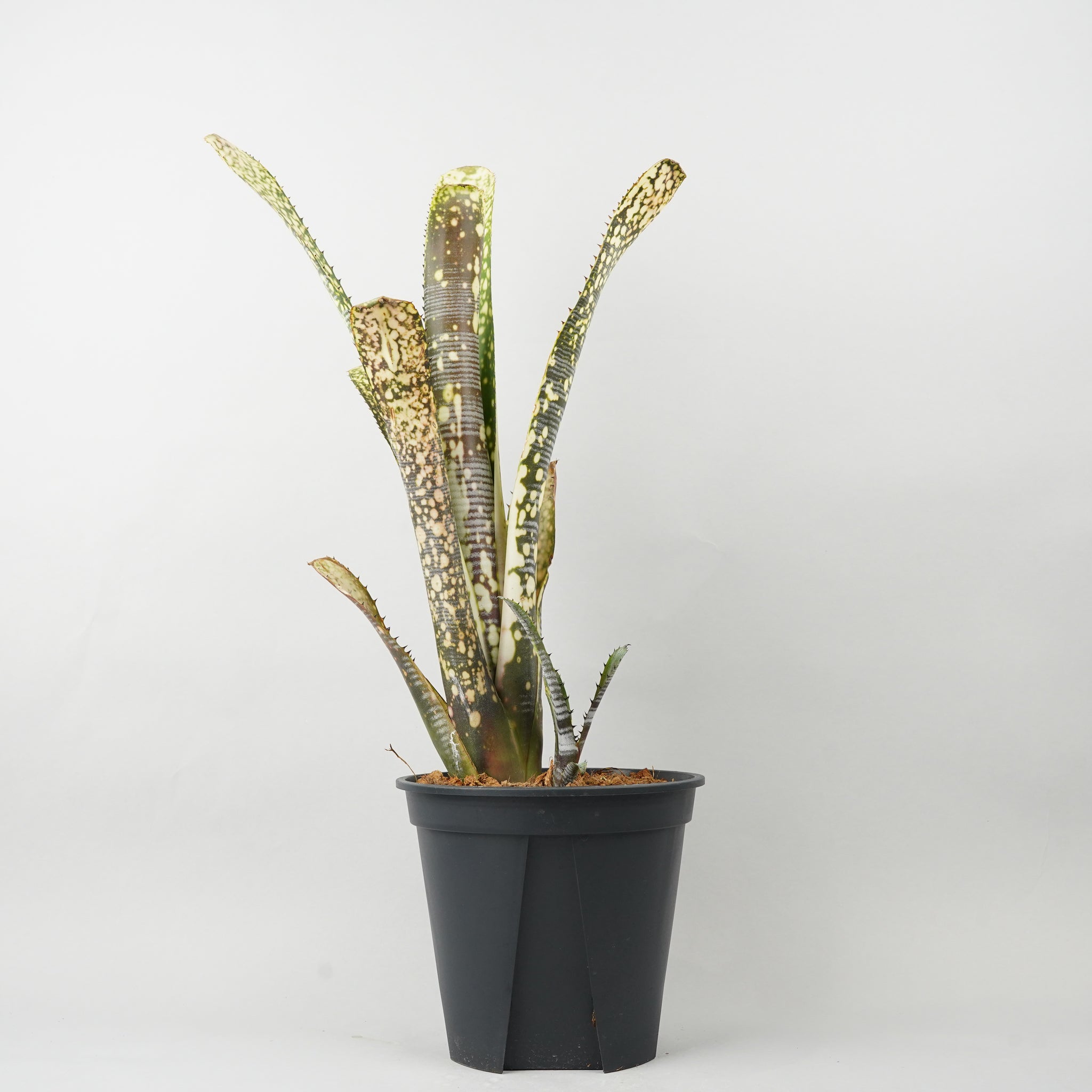 ビルベルギア カルサイト「Billbergia Calcite」/TA0011 – Hachi-8