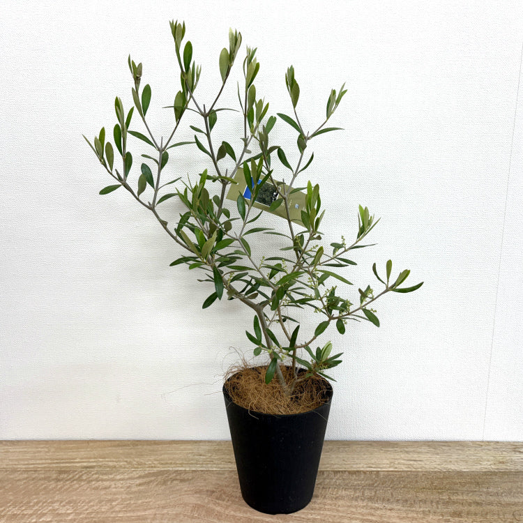 オリーブ・エルグレコ L – 鉢人Green