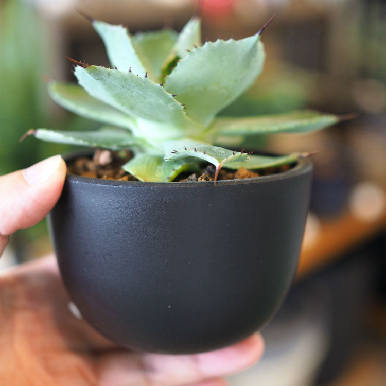 Maceta BowlMid – 鉢人