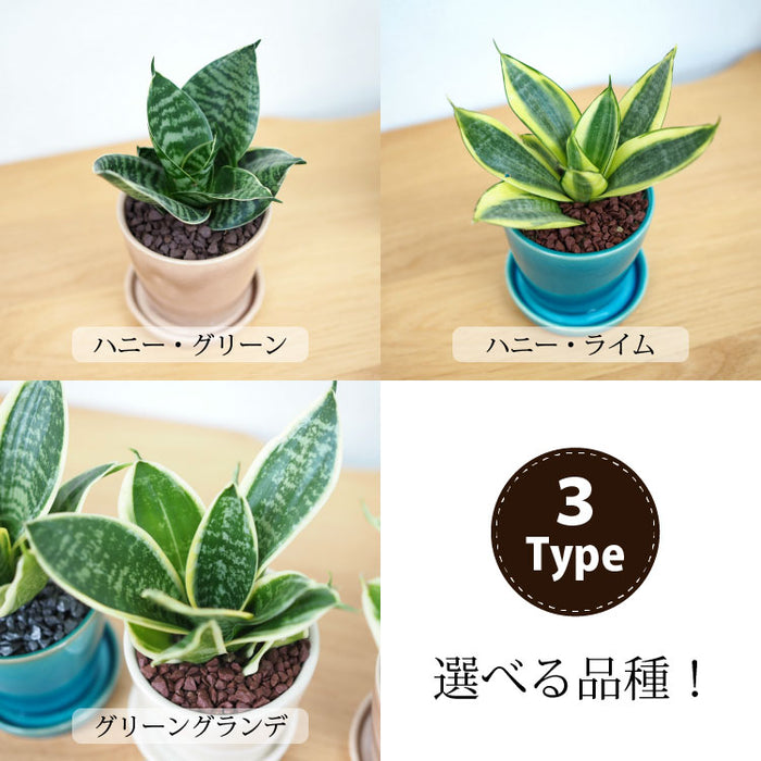 ミニサンスベリア カラーポットアレンジ – 鉢人