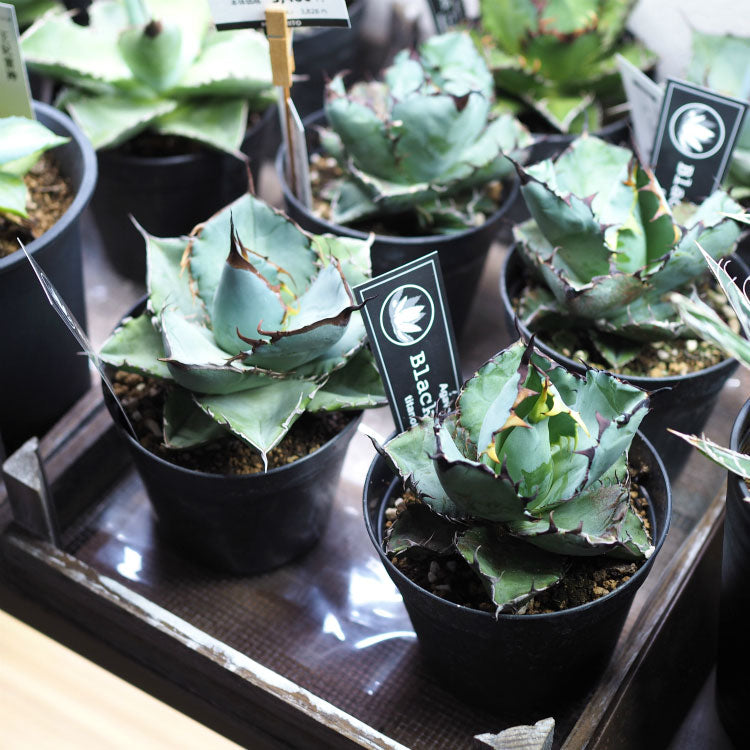 アガベ チタノタ 希少品種 3.5号 – 鉢人