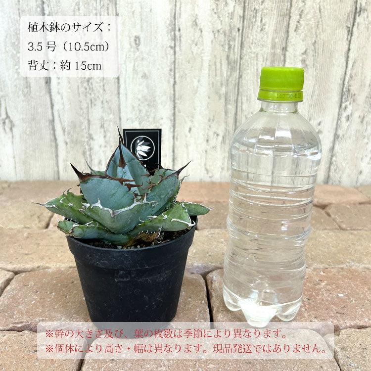 アガベ チタノタ 希少品種 3.5号 – 鉢人