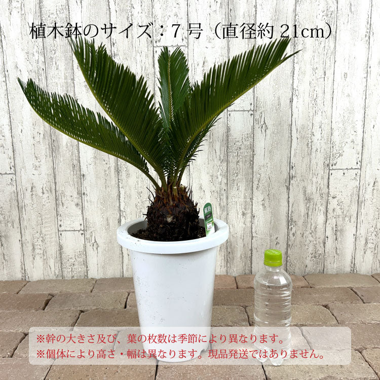 蘇鉄 7号 – 鉢人