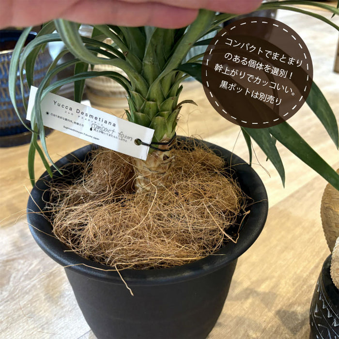 ユッカ・デスメティアーナ – 鉢人