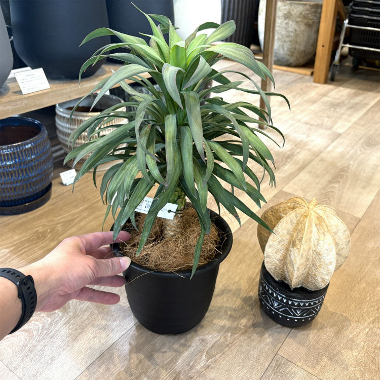 ユッカ・デスメティアーナ – 鉢人