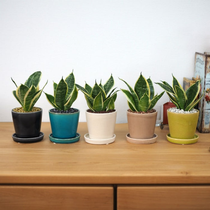 ミニサンスベリア カラーポットアレンジ – 鉢人