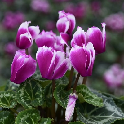 シクラメン リリベル | 株式会社ハクサン｜花や植物、園芸資材を取扱う